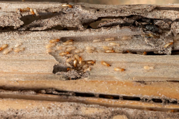 Best Best Pest Control Companies  in Friars Point, MS